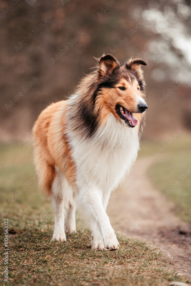 Colliedog