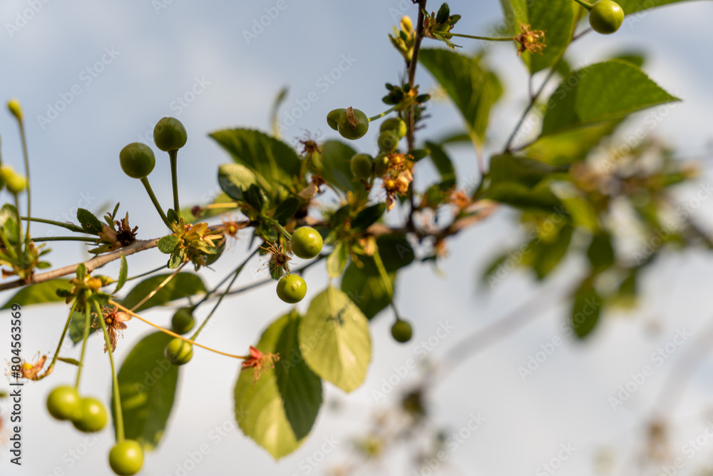 A branch of a tree with green leaves and small green fruits. The fruits are clustered together and are not ripe yet