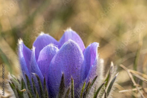 Принти на полотні Macro of a beuatiful fluffy blue flower on blurred sunny natural background