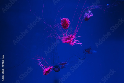 underwater photos of jellyfish chrysaora pacifica jellyfish japanese sea nettle