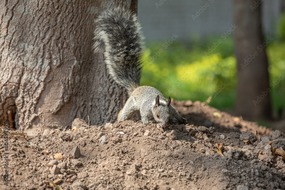 Sciurus stramineus white neck squirrel in a park in Lima Peru during sunny day Sciurus stramineus white neck squirrel in a park in Lima Peru during sunny day