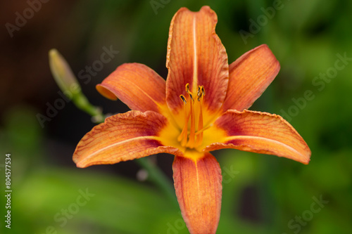 Hemerocallis fulva beautiful orange plants in bloom, ornamental flowering daylily flowers in natural parkland