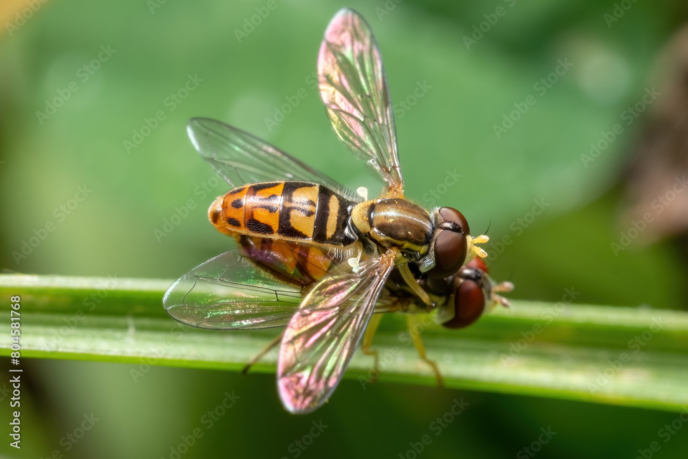 A pair of copulating Margined Calligraphers (Toxomerus marginatus). A pair of copulating Margined Calligraphers (Toxomerus marginatus).