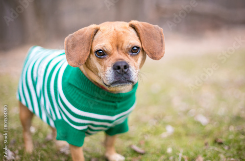A Pug x Beagle or 