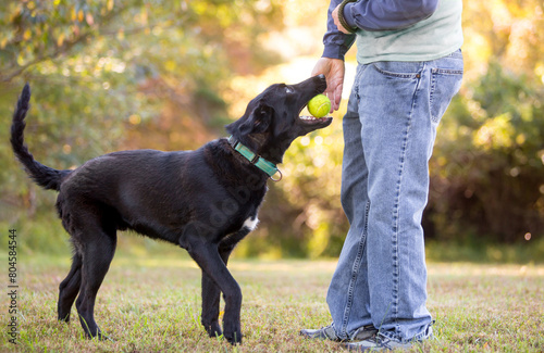 A black Retriever mixed breed dog playing fetch and giving a ball to a person