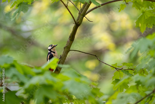 The great spotted woodpecker in its natural habitat