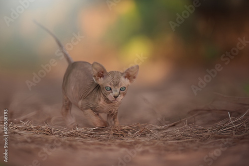 Small Sphynx hairless kitten in nature. The photo has a beautiful bokeh.