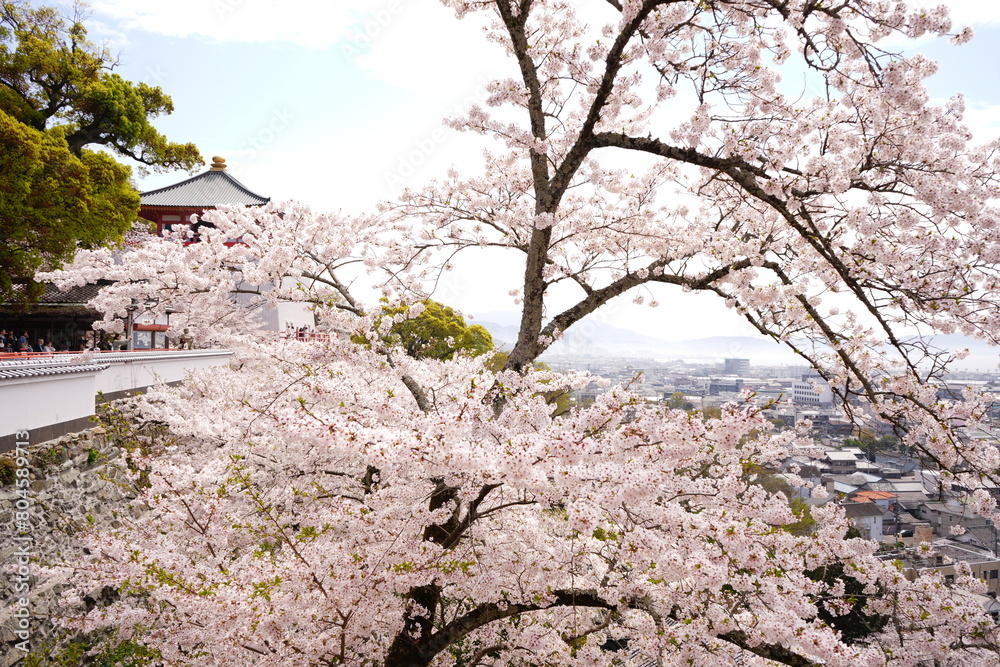 Pink Cherry Blossoms or Sakura at Kimii-dera Temple in Wakayama, Japan - 日本 和歌山 紀三井寺 桜