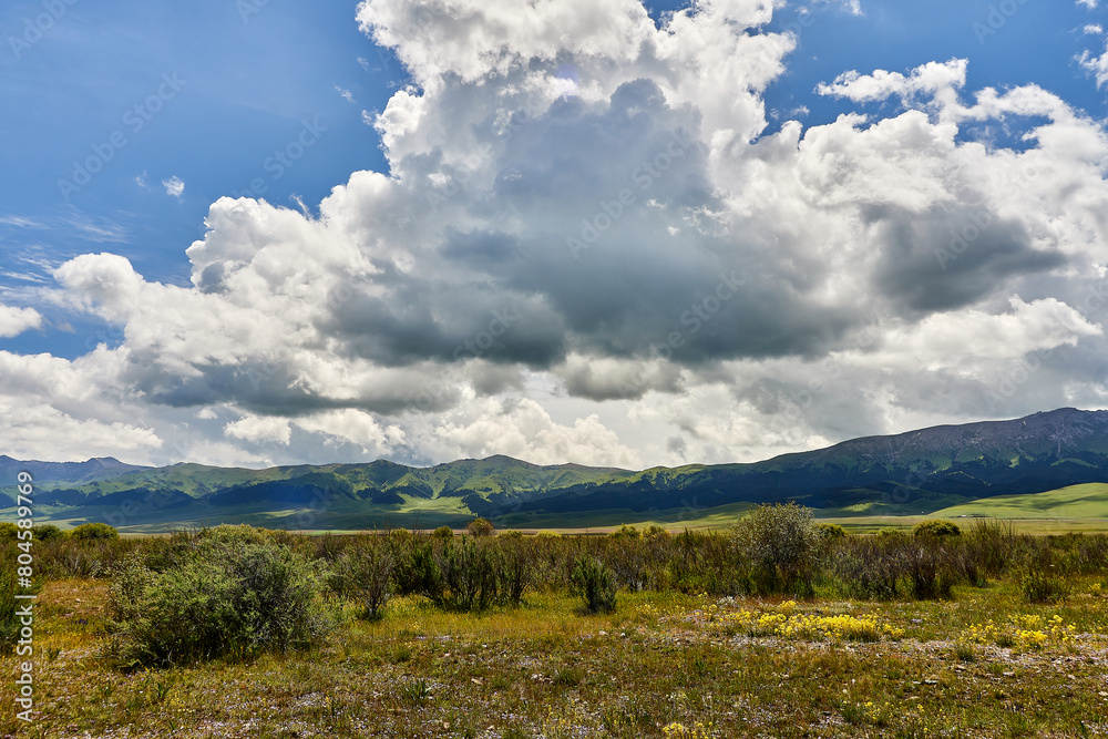 panoramic view of the mountains covered with coniferous forest and cumulus clouds above them