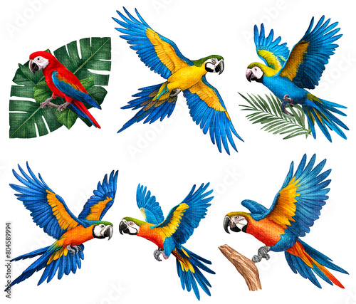 Set of parrot ilustration with texture