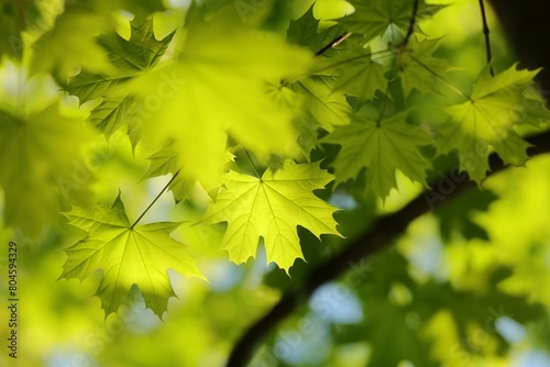 Close-up of spring maple leaves on tree branch
