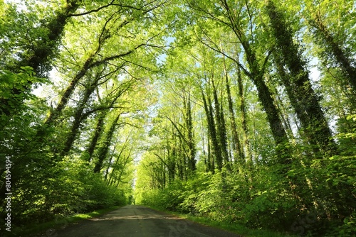 Country road through spring deciduous forest  Poland