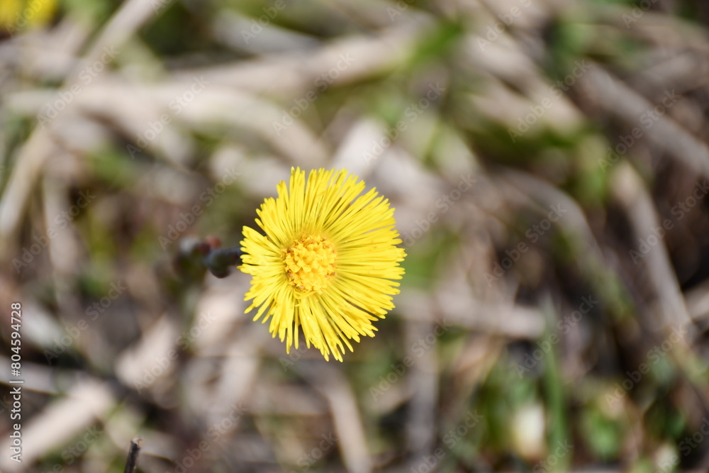 Yellow coltsfoot flower close up Yellow coltsfoot flower close up