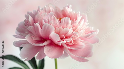 Background of white with a pink peony