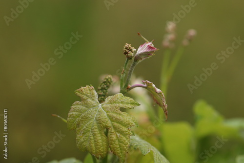 particolare di una pianta di vite in un vigneto in primavera