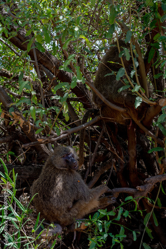 wildlife at lake Manyara in Tanzania