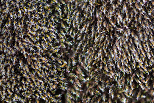 Whitetip moss background close up Hedwigia ciliata photo