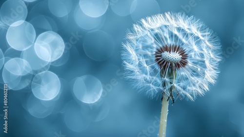   A tight shot of a dandelion against a blue backdrop, softly blurring the dandelion image