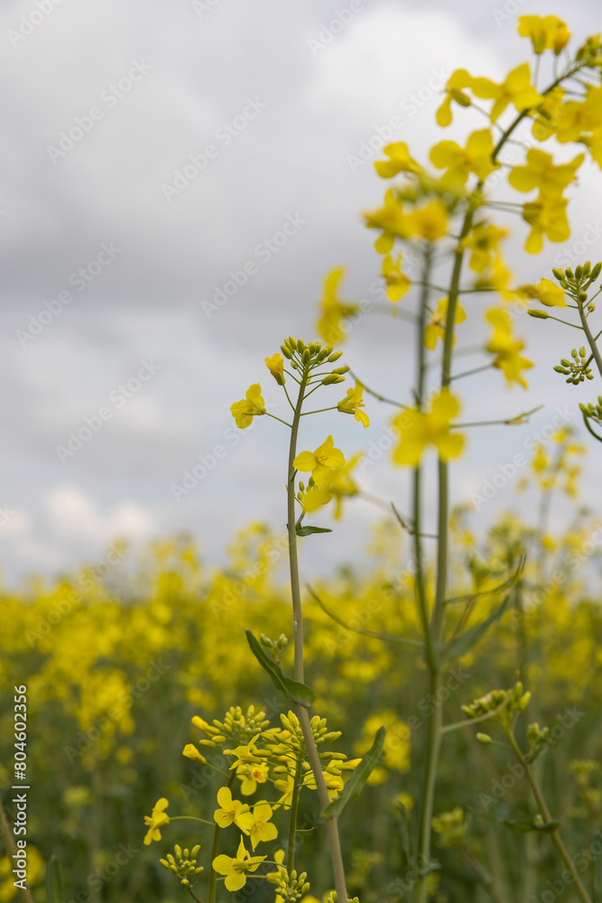 yellow rapeseed flowers against the sky with clouds yellow rapeseed flowers against the sky with clouds