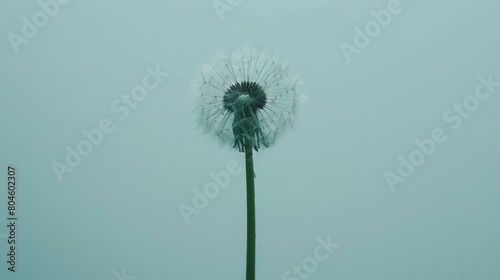   A dandelion wavers in the wind on a foggy morning against a backdrop of a blue sky
