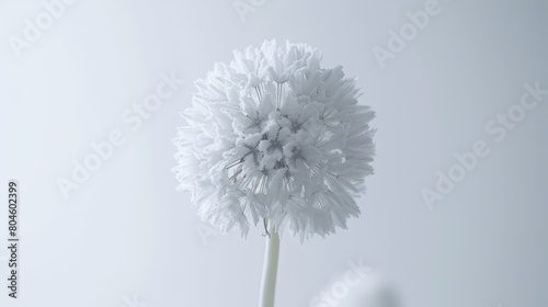   A close-up of a white flower in a vase against a white wall background