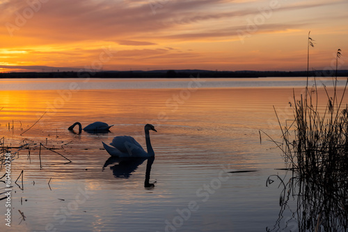 Fototapeta Naklejka Na Ścianę i Meble -  swans on the lake during sunset