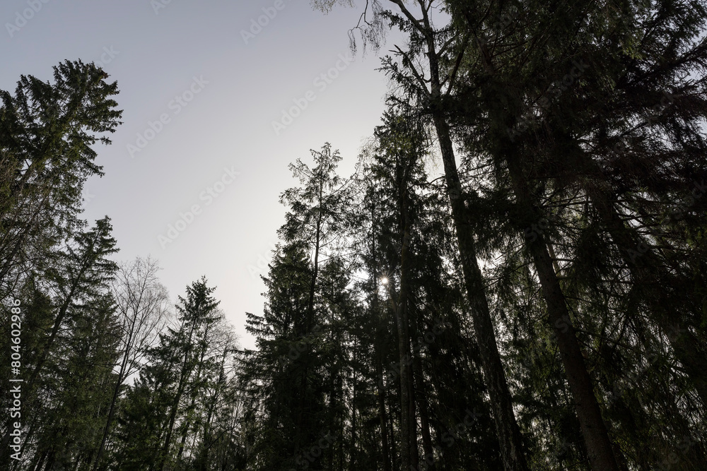 tall old pines with long green needles, tops tall old pines with long green needles, tops