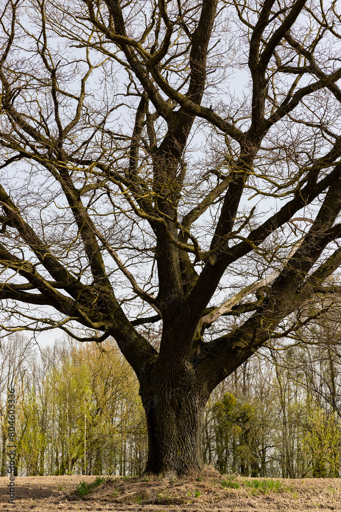 Fototapeta premium one oak in a field with plowed soil