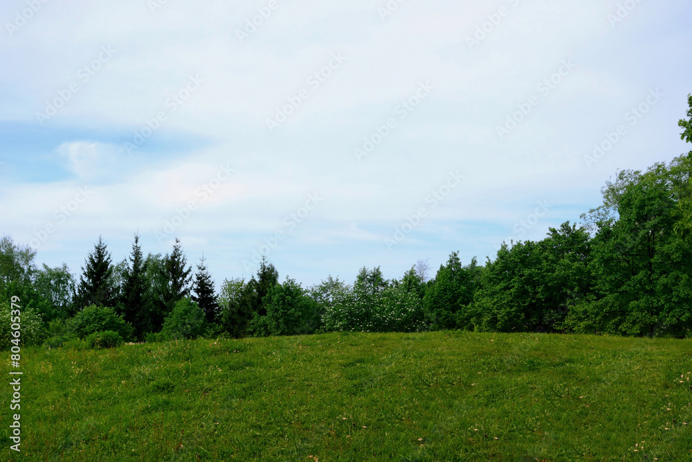 Hilly meadow in the background with deciduous and coniferous trees in the highlands in mountainous terrain.