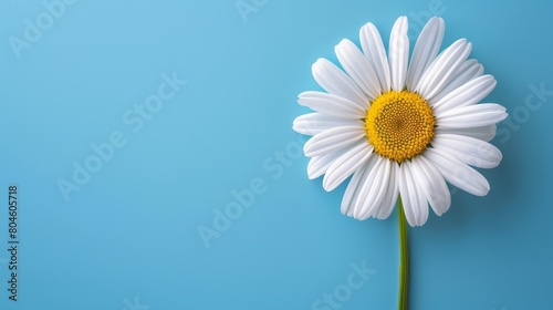   A solitary white daisy against a blue backdrop  its yellow center gleams    - ideal for text or image insertion