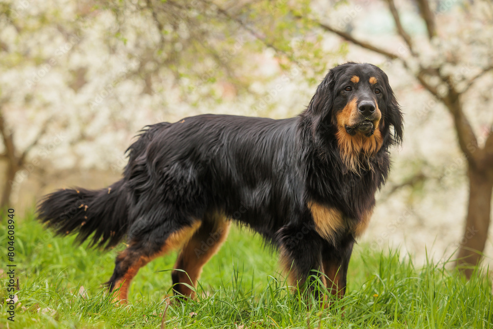 black and gold Hovie dog hovawart posing in the park by the blossoming trees black and gold Hovie dog hovawart posing in the park by the blossoming trees