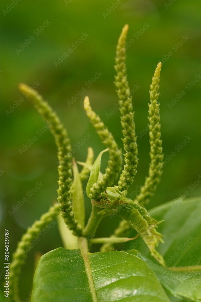 Branch with male flowers of edible chestnuts; Castanea Sativa or Castanea Vesca; macro photography Branch with male flowers of edible chestnuts; Castanea Sativa or Castanea Vesca; macro photography