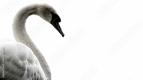   A monochrome image of a swan with its head and neck turned to the side photo