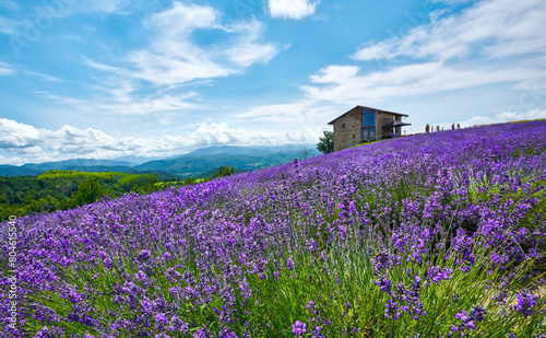 Lavender field in bloom near the village of Sale San Giovanni  Langhe region  Piedmont  Italy