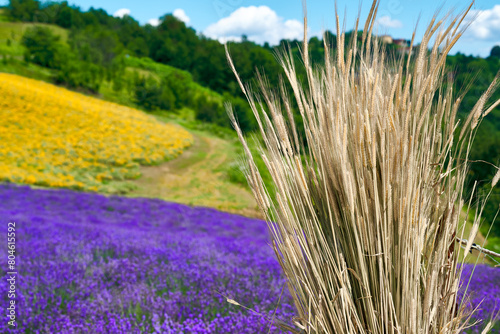 Lavender and cereal, Sale San Giovanni, Piedmont, Italy