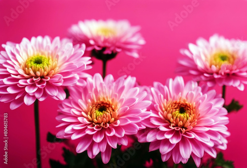  chrysanthemums pink copy Minimalistic bright springtime concept space blooming background Background Pattern Flower Texture Design Paper Nature Spring Concept Floral Happy Creative Color Celebration 