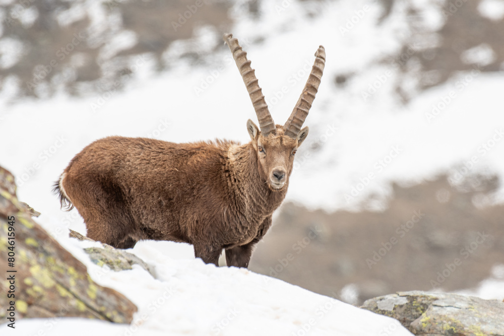 Large male Alpine ibex (Capra ibex) looking straight into camera moving in deep snow against snowy slopes background, Italy. Alps Mountains.