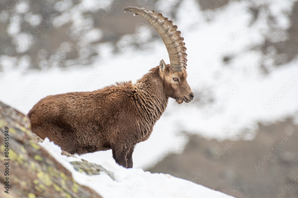 Wild male alpine ibex, standing proudly at the edge of a cliff, showing its huge horns and large body on a winter day in the italian Alps. Wild mountain goat in the snow. Italy.