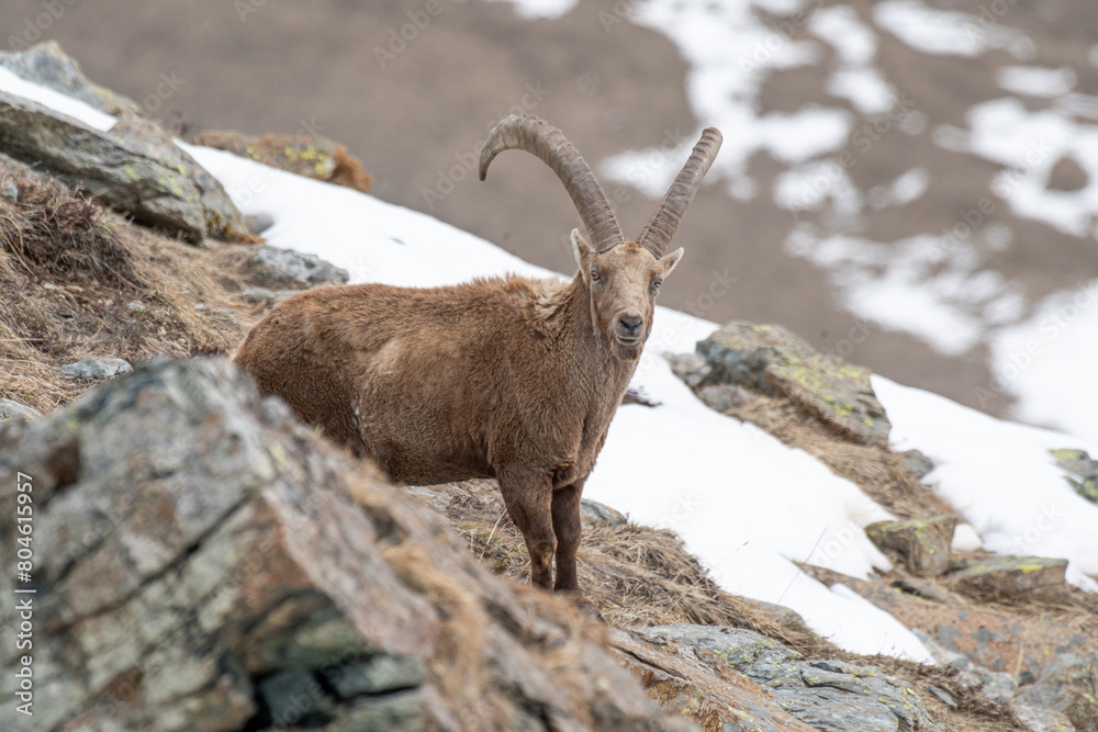 Portait of male alpine ibex, Capra ibex, standing on rocks in its typical habitat in the Alps mountains, Italy. Big wild mountain goat with huge horns on snowy slopes background. Italy