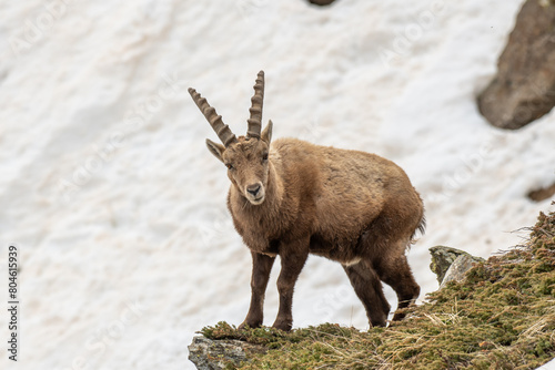 Male alpine ibex against snowy slopes in the italian Alps. Capra ibex. photo