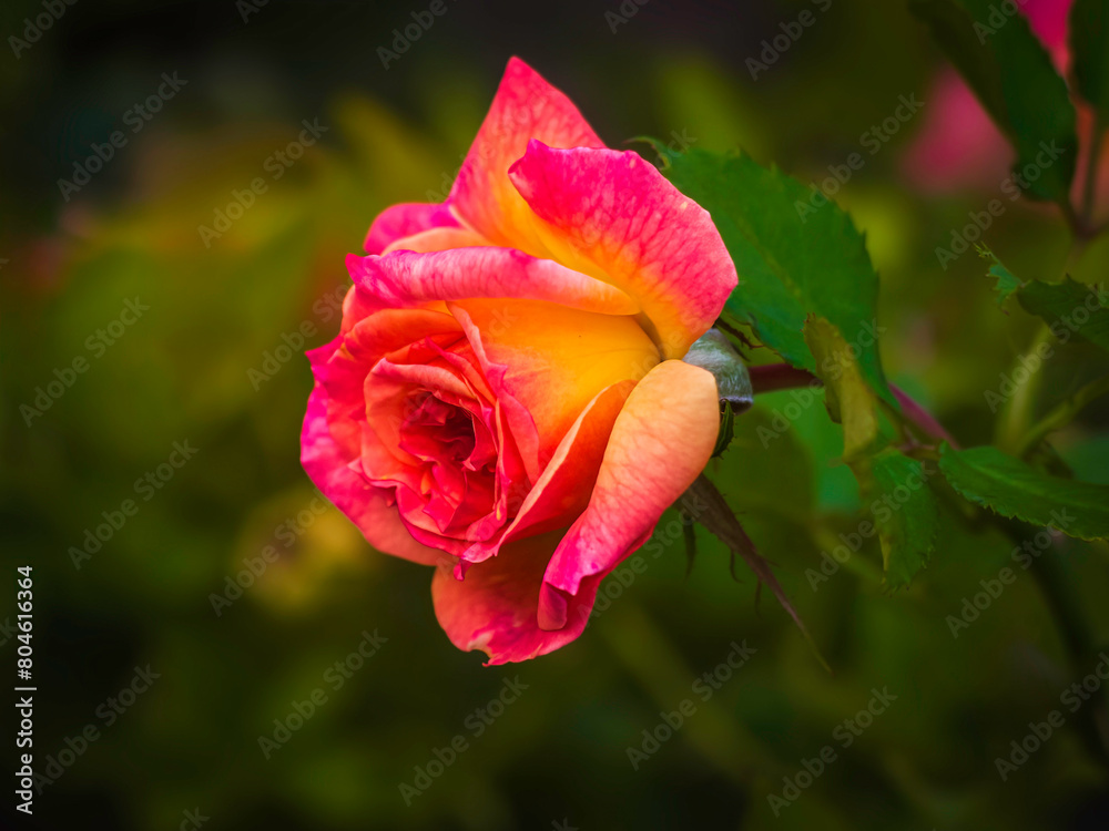 pink and yellow rose blooming in the summer garden, selective focus pink and yellow rose blooming in the summer garden, selective focus