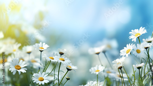 Beautiful spring flowers sunny day wallpaper image, Summer landscape blue wildflower sunlight