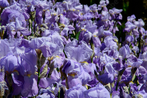 close-up  blue-purple neglecta field of tall bearded iris