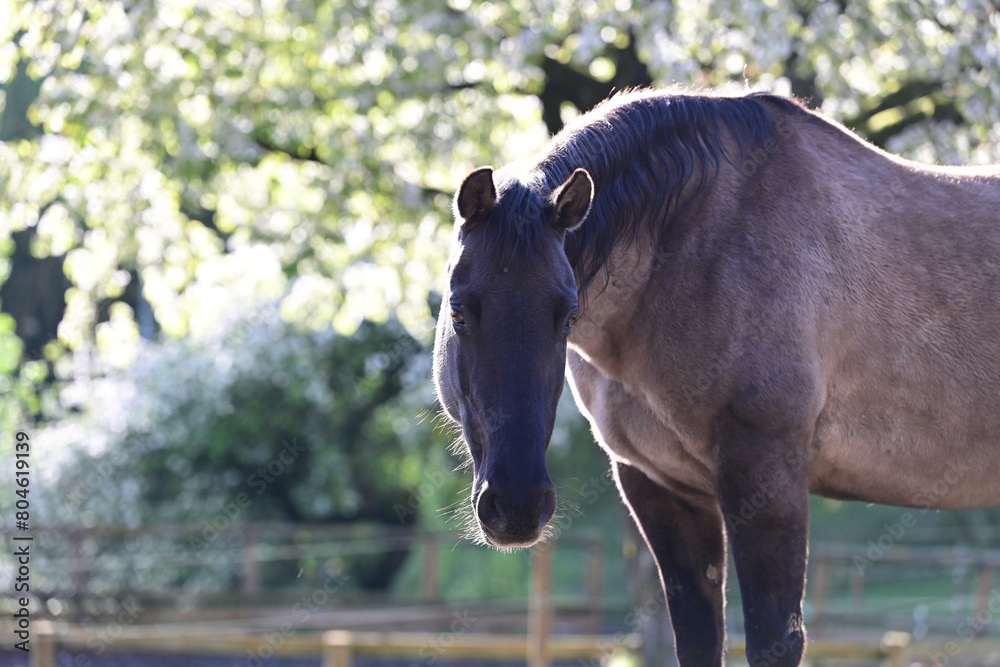 Naklejka premium Kirschblüten mit Pferd. Schöne Pferde im Gegenlicht unterm Kirschbaum