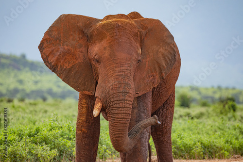 Elephant upclose photo