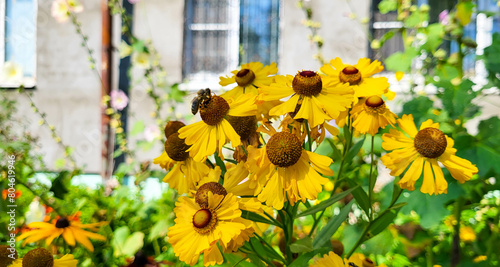 Helenium brassingham gold grows in a flower bed, many yellow flowers with green leaves. photo