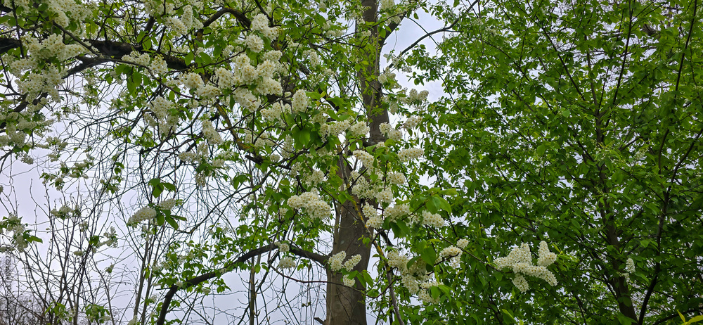 Fototapeta premium Bird cherry (Prunus avium), blossom, Germany