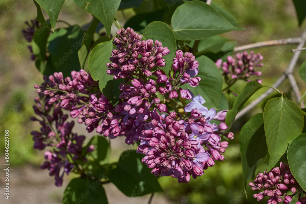 Inflorescences appeared from lilac flower buds. Lilac inflorescences (Latin Syringa vulgaris) in the rays of the spring sun. Spring. Inflorescences appeared from lilac flower buds. Lilac inflorescences (Latin Syringa vulgaris) in the rays of the spring sun. Spring.
