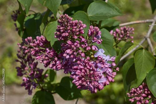 Inflorescences appeared from lilac flower buds. Lilac inflorescences (Latin Syringa vulgaris) in the rays of the spring sun. Spring.