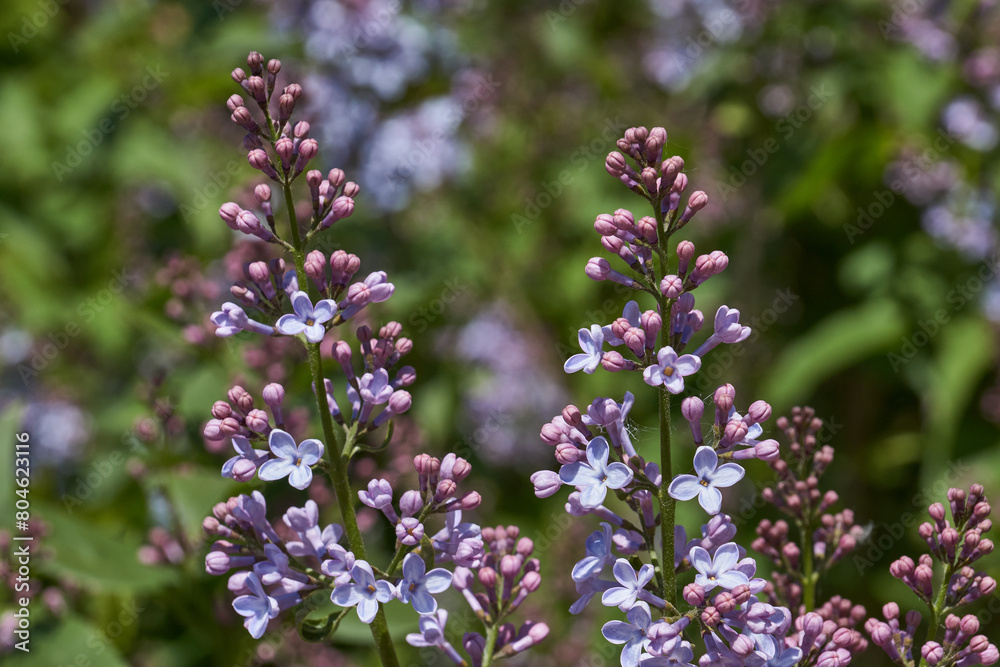 Inflorescences appeared from lilac flower buds. Lilac inflorescences (Latin Syringa vulgaris) in the rays of the spring sun. Spring. Inflorescences appeared from lilac flower buds. Lilac inflorescences (Latin Syringa vulgaris) in the rays of the spring sun. Spring.